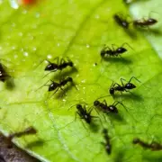 66p Spice Repels Garden Ants Naturally, Expert Claims