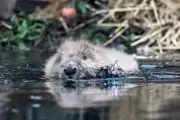 8-Year-Old Boy Attacked by Rabid Beaver in New Jersey Park