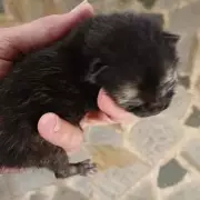 Abandoned Newborn Kitten Found Cuddling Dead Sibling Seeks UK Home