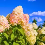 Add Coffee Grounds to Watering Can for Brilliant Hydrangea Blooms