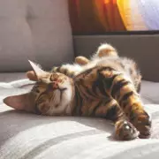 Adorable Reason Your Cat Sleeps at Your Feet Every Night Revealed