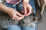 Advantage Spot-On Cat Flea Treatment: Fast Relief and Prevention