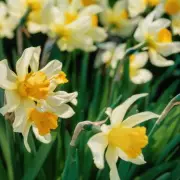 Alan Titchmarsh Reveals Key Tip for Thriving Daffodils Year After Year