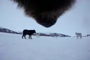 Alaska Resumes Bear Culls from Helicopters to Protect Caribou Herd