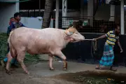 Albino Buffalo Named Donald Trump Goes Viral in Bangladesh