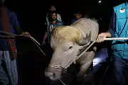 Albino Buffalo Named Donald Trump Saved from Eid Sacrifice in Bangladesh
