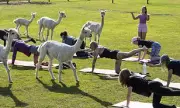 Alpacas Join Pilates Class in Dorset on Bank Holiday Weekend