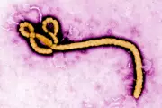 Americans in Congo at Risk in Deadly Ebola Outbreak, WHO Declares Emergency