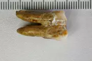 Ancient Teeth Reveal Interbreeding Between Early Human Relatives