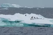 Antarctic Sea Ice Hits Record Lows Due to Climate Change, Scientists Warn