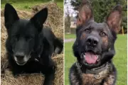 Appeal for Retired Police Dogs Miki and Kenai Needing Surgery