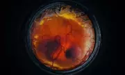 Artificial Egg Breakthrough Brings De-Extinction of Giant Moa Closer