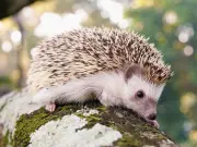 Attract Hedgehogs to Your Garden This June with One Simple Item
