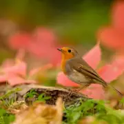 Attract Robins to Your Garden This Spring With One Popular Plant