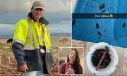 Australian Farmers Battle Devastating Mouse Plague Infesting Homes