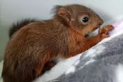 Baby Red Squirrels Fanta and Tango Rescued from Ditch in Oban