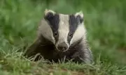 Badger Eats Pheasant Eggs After Windfarm Halts £50M Turbine Delivery