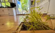 Bamboo: A Growing Problem for UK Homeowners as Invasive Plant Wreaks Havoc