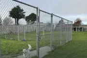 Bay Area Shelters Cut Ties with Rescue After Dogs Found Shot and Buried