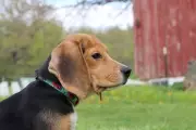 Beagles Rescued from Wisconsin Research Facility Find Safety