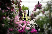 Behind the Scenes at RHS Chelsea Flower Show: Designers' Secrets Revealed