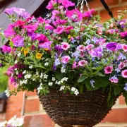 Best Time to Water Hanging Baskets in Summer for Healthy Blooms