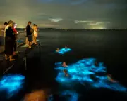 Bioluminescent Algae Used to Create Glowing 3D-Printed Structures