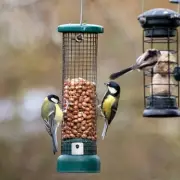 Bird Feeder Warning: Deadly Disease Risk Rises During UK Heatwave