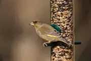 Bird Feeders Linked to Greenfinch Decline: RSPB Advice