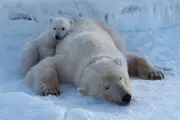 Bird Flu Detected in Polar Bear in European Arctic First
