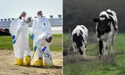 Bird Flu Found in Air on Dairy Farms, Raising Human Infection Risks