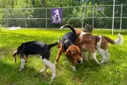 Black Sabbath Star and Debbie Gibson Unite to Rescue Beagles from Lab