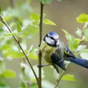 Blue Tits Flock to My Garden After Adding Just Fresh Water