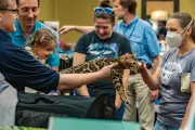 Bobcat Fever Spreads in US: Protect Your Cat from Deadly Tickborne Disease