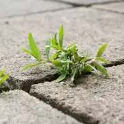 Boiling Water: The 7p Weed Killer That Works in Hours