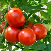 Boost Tomato Growth with Simple Banana Peel Fertilizer