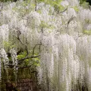 Boost Your Wisteria Alba with Tomato Feed for Twice-Yearly Blooms