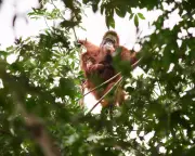 Borneo's Orangutans: The Hidden Cost of Relocation Amid Human Conflict