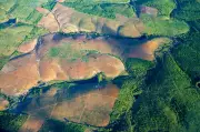 Brazil Atlantic Forest Deforestation Hits 40-Year Low in 2025