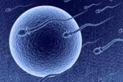 Breakthrough Male Contraceptive Halts Sperm Production Temporarily
