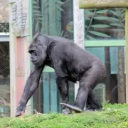 Bristol Zoo Closes After 186 Years: Historic UK Zoo Shuts Forever
