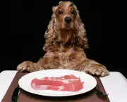 Britain's Dog Obsession Sparks Public Safety Concerns