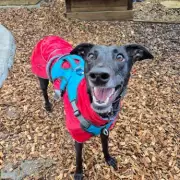 Britain's Loneliest Rescue Dog Awaits Forever Home After 461 Days