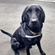 British Sniffer Dogs Deployed to Fight Channel Smugglers at Bulgaria-Turkey Border