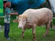 Buffalo Named 'Donald Trump' Spared From Eid Sacrifice in Bangladesh