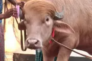Buffaloes Named After Trump and Netanyahu Draw Crowds in Bangladesh