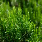Buy These 2 Plant Types Now, Warns Gardeners' World Star Joe Swift