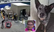 California activists sue over alleged shelter puppy killings and Skid Row abuse