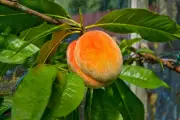 California Farmers to Destroy 420,000 Peach Trees After Del Monte Bankruptcy