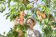 California Farmers to Destroy 420,000 Peach Trees After Del Monte Collapse